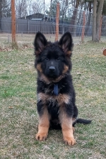 vom Trojangold, hodowla Owczarków Niemieckich Długowłosych