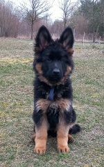 vom Trojangold, hodowla Owczarków Niemieckich Długowłosych