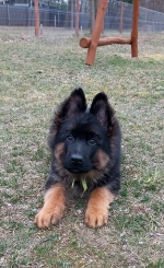 vom Trojangold, hodowla Owczarków Niemieckich Długowłosych