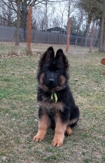 vom Trojangold, hodowla Owczarków Niemieckich Długowłosych