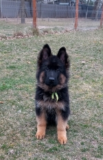 vom Trojangold, hodowla Owczarków Niemieckich Długowłosych