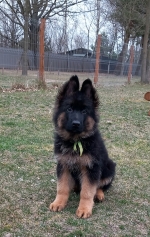 vom Trojangold, hodowla Owczarków Niemieckich Długowłosych