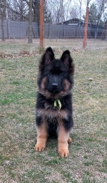 vom Trojangold, hodowla Owczarków Niemieckich Długowłosych