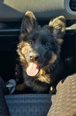 vom Trojangold, hodowla Owczarków Niemieckich Długowłosych