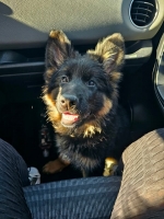 vom Trojangold, hodowla Owczarków Niemieckich Długowłosych