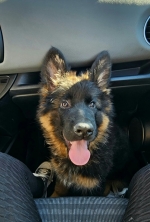 vom Trojangold, hodowla Owczarków Niemieckich Długowłosych