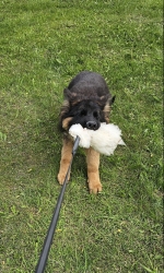 vom Trojangold, hodowla Owczarków Niemieckich Długowłosych