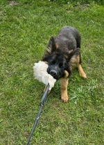 vom Trojangold, hodowla Owczarków Niemieckich Długowłosych