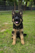 vom Trojangold, hodowla Owczarków Niemieckich Długowłosych