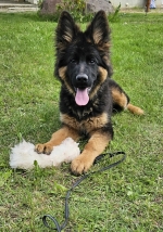 vom Trojangold, hodowla Owczarków Niemieckich Długowłosych