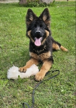 vom Trojangold, hodowla Owczarków Niemieckich Długowłosych