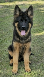 vom Trojangold, hodowla Owczarków Niemieckich Długowłosych