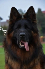 vom Trojangold, hodowla Owczarków Niemieckich Długowłosych