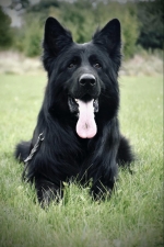 vom Trojangold, hodowla Owczarków Niemieckich Długowłosych