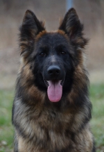 vom Trojangold, hodowla Owczarków Niemieckich Długowłosych