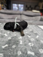 vom Trojangold, hodowla Owczarków Niemieckich Długowłosych