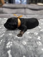 vom Trojangold, hodowla Owczarków Niemieckich Długowłosych