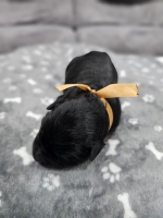 vom Trojangold, hodowla Owczarków Niemieckich Długowłosych