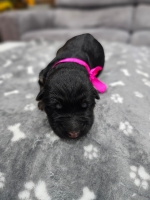 vom Trojangold, hodowla Owczarków Niemieckich Długowłosych