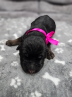 vom Trojangold, hodowla Owczarków Niemieckich Długowłosych