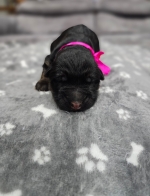 vom Trojangold, hodowla Owczarków Niemieckich Długowłosych