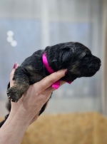 vom Trojangold, hodowla Owczarków Niemieckich Długowłosych