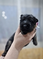 vom Trojangold, hodowla Owczarków Niemieckich Długowłosych