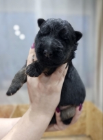 vom Trojangold, hodowla Owczarków Niemieckich Długowłosych