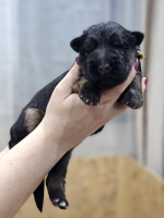 vom Trojangold, hodowla Owczarków Niemieckich Długowłosych