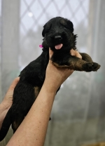 vom Trojangold, hodowla Owczarków Niemieckich Długowłosych