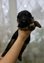 vom Trojangold, hodowla Owczarków Niemieckich Długowłosych