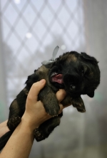 vom Trojangold, hodowla Owczarków Niemieckich Długowłosych