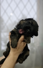 vom Trojangold, hodowla Owczarków Niemieckich Długowłosych