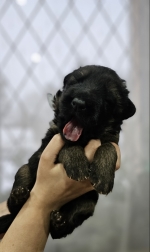 vom Trojangold, hodowla Owczarków Niemieckich Długowłosych