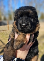 vom Trojangold, hodowla Owczarków Niemieckich Długowłosych