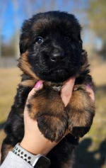 vom Trojangold, hodowla Owczarków Niemieckich Długowłosych