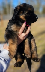 vom Trojangold, hodowla Owczarków Niemieckich Długowłosych