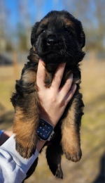 vom Trojangold, hodowla Owczarków Niemieckich Długowłosych