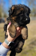 vom Trojangold, hodowla Owczarków Niemieckich Długowłosych