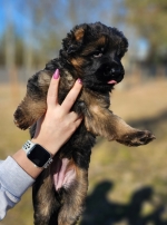 vom Trojangold, hodowla Owczarków Niemieckich Długowłosych