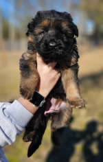 vom Trojangold, hodowla Owczarków Niemieckich Długowłosych