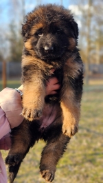 vom Trojangold, hodowla Owczarków Niemieckich Długowłosych