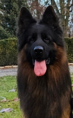 vom Trojangold, hodowla Owczarków Niemieckich Długowłosych