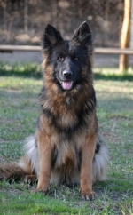 vom Trojangold, hodowla Owczarków Niemieckich Długowłosych