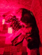 vom Trojangold, hodowla Owczarków Niemieckich Długowłosych