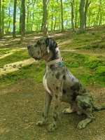 vom Trojangold, hodowla Owczarków Niemieckich Długowłosych