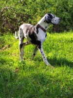 vom Trojangold, hodowla Owczarków Niemieckich Długowłosych