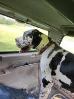 vom Trojangold, hodowla Owczarków Niemieckich Długowłosych