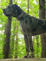 vom Trojangold, hodowla Owczarków Niemieckich Długowłosych