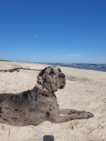 vom Trojangold, hodowla Owczarków Niemieckich Długowłosych